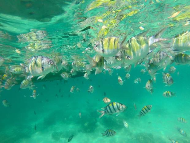 11999071_10207574715428759_2372656473478889826_n