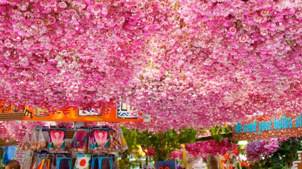 The-Netherlands-28256