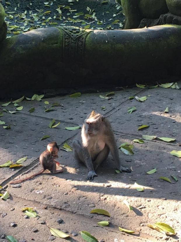 14055164_10210129313172106_1768242873328194687_n